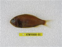 藏品(准燧鯛)的圖片